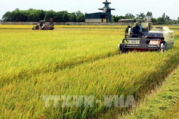 Giá gạo tại các “vựa lúa” hàng đầu châu Á đều giảm