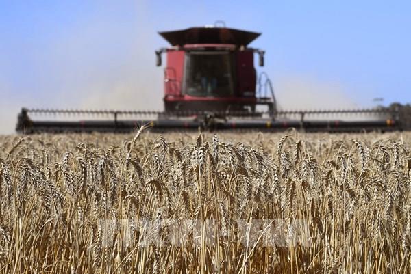 Nhật Bản: Giá lúa mì ghi nhận mức cao nhất trong gần 14 năm