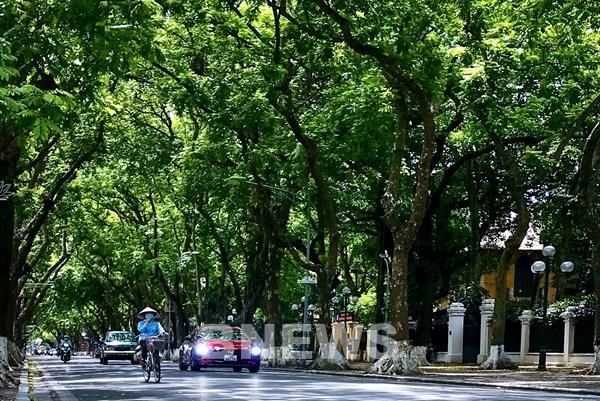 Những con đường phủ xanh bóng cây đẹp nhất Hà Nội