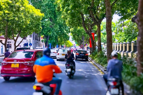 Hà Nội: Chặt hạ, dịch chuyển 24 cây xanh phục vụ thi công mở rộng đường Hùng Vương kéo dài