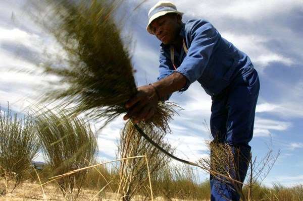 Trà Rooibos của Nam Phi được EU bảo hộ xuất xứ: Tác động về kinh tế và chính sách