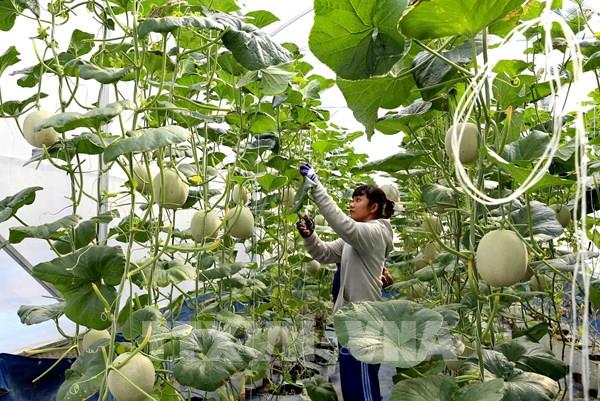Kế hoạch sản xuất, tiêu thụ và xuất khẩu nông sản cuối năm