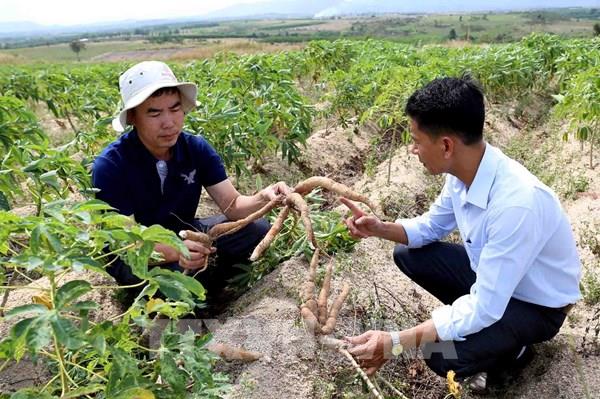 Gia Lai có hơn 1.000 ha sắn bị bệnh khảm lá