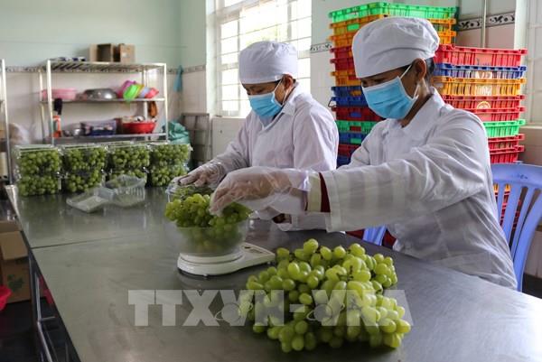 Liên kết đưa nông sản Việt lên sàn thương mại điện tử