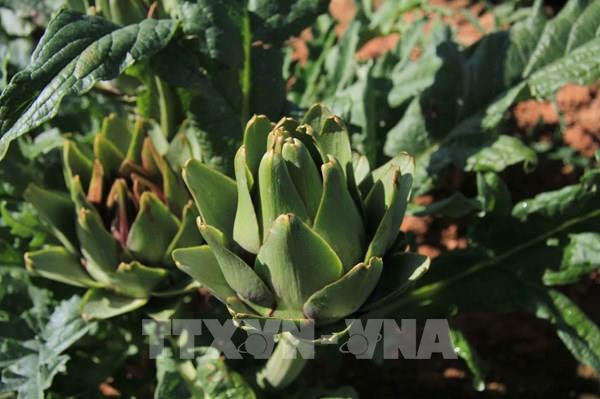 Cây dược liệu mang về hàng trăm tỷ đồng cho nông dân Lào Cai