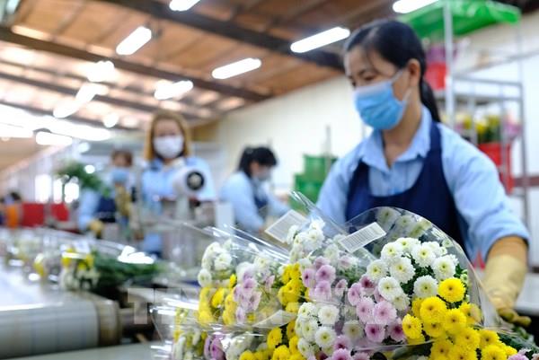 Hoa Đà Lạt không xuất khẩu được sang Australia