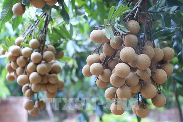 Đồng Tháp tìm đầu ra cho trái nhãn