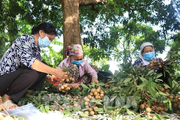 Hợp tác xã đầu tiên tại Hưng Yên xuất khẩu nhãn sang thị trường EU