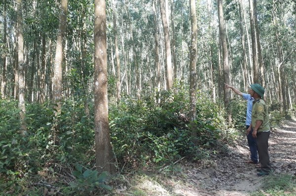 Trồng rừng gỗ lớn ở Nam Trung bộ - Bài 1: Hiệu quả “kép”