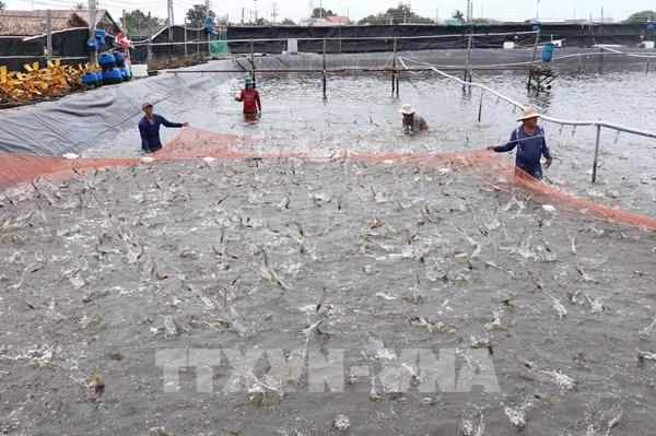 Khuyến cáo người nuôi nuôi tôm nước lợ không lo ngại khi giá giảm