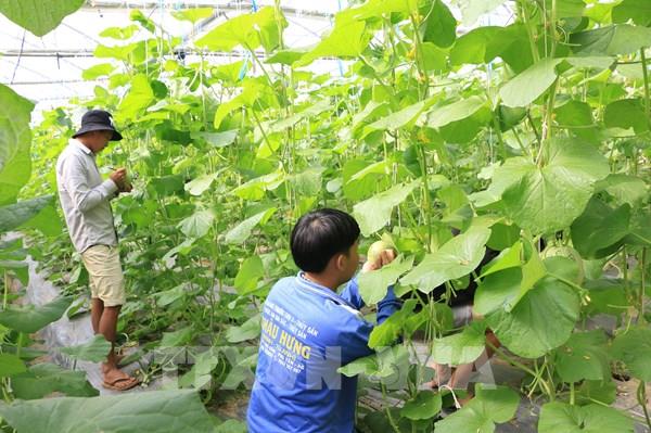 Đồng Tháp xây dựng 3 kịch bản tiêu thụ nông sản