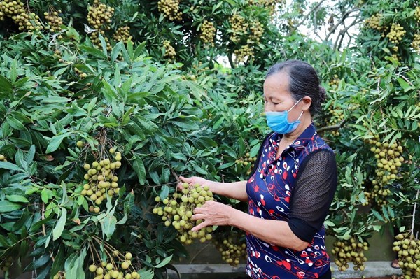 Doanh nghiệp Nhật Bản mong muốn được phép nhập khẩu trái nhãn Việt Nam