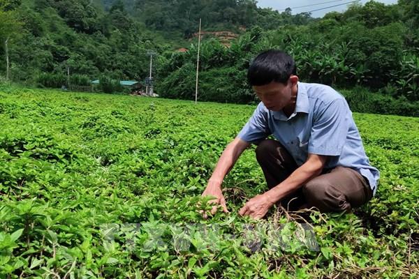 Thạch đen - cây xóa đói, giảm nghèo cho nông dân vùng cao
