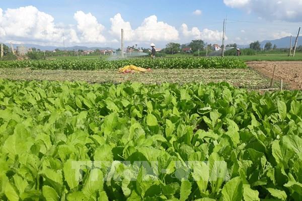 Bình Định sẽ mở rộng dự án trồng rau an toàn