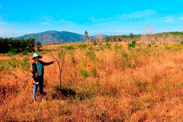 "Giải phóng" đất nông lâm trường - Bài 4: Không thể để mãi cảnh "quýt làm, cam chịu"