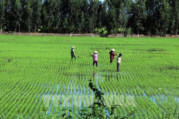 Các địa phương tháo gỡ khó khăn trong thu hoạch, vận chuyển lúa