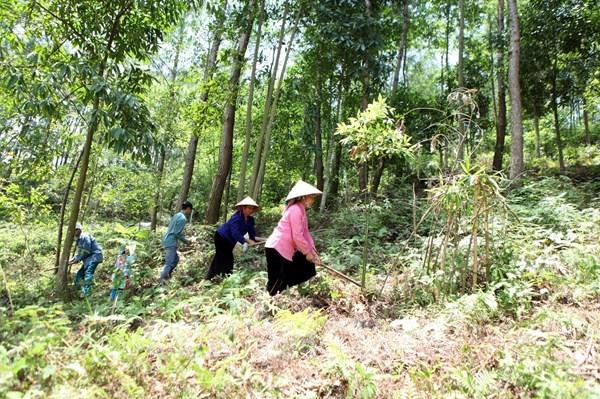 Lai Châu rồng rừng đạt hơn 56% kế hoạch năm 2021