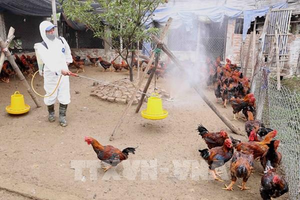 Bộ Y tế thông tin về trường hợp tử vong do mắc cúm A/H5N1 tại Khánh Hòa
