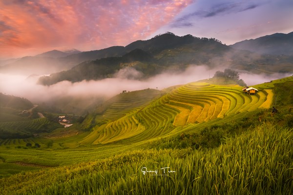 Đến Yên Bái, ngắm mâm xôi xanh, vàng ở Mù Cang Chải