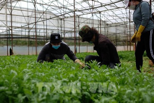 Giá rau củ giảm, cước vận tải tăng cao