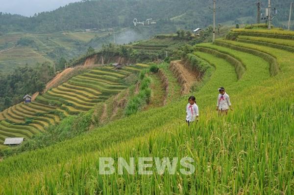 Huyện vùng cao Mù Cang Chải ứng dụng công nghệ vào sản xuất nông nghiệp