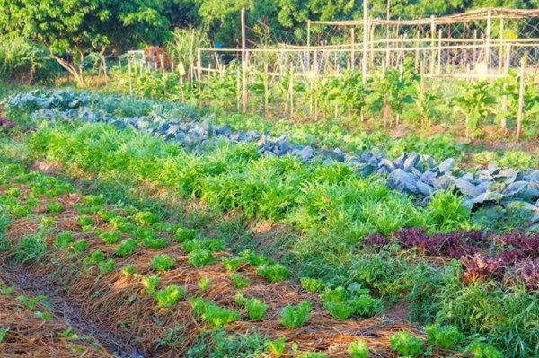 EU đặt mục tiêu 25% nông nghiệp hữu cơ vào năm 2030