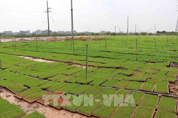 Áp dụng máy cấy vào sản xuất lúa: Cần những cánh đồng lớn