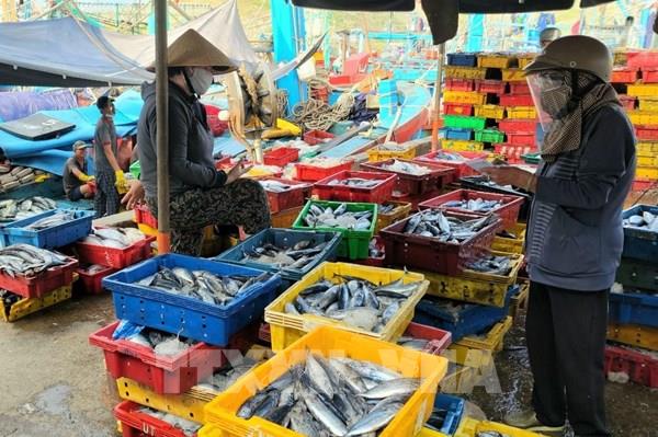 Ngư dân Bình Định gặp khó khăn do giá hải sản xuống thấp