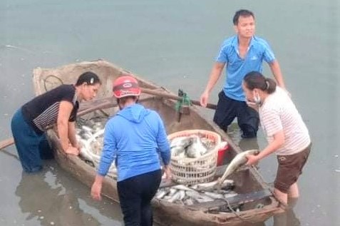 Tìm nguyên nhân cá nuôi lồng chết bất thường tại Thanh Hóa