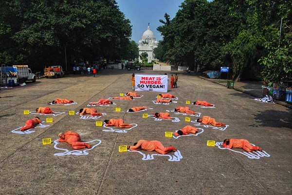 PETA tiếp tục tấn công ngành sữa Ấn Độ vì hành vi đối xử với bò