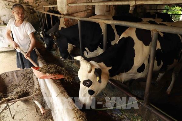 Đã tháo gỡ ách tắc trong thu mua sữa bò tại Sóc Trăng và Cần Thơ