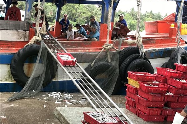 Kiên Giang có nhiều doanh nghiệp chế biến thủy sản tạm ngừng hoạt động