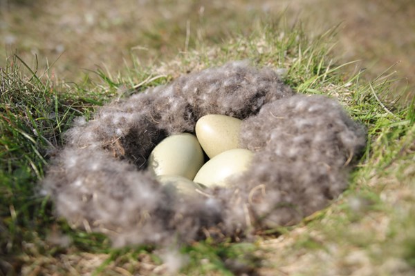 "Kho báu" eiderdown - loại lông vũ đắt nhất thế giới ở Iceland