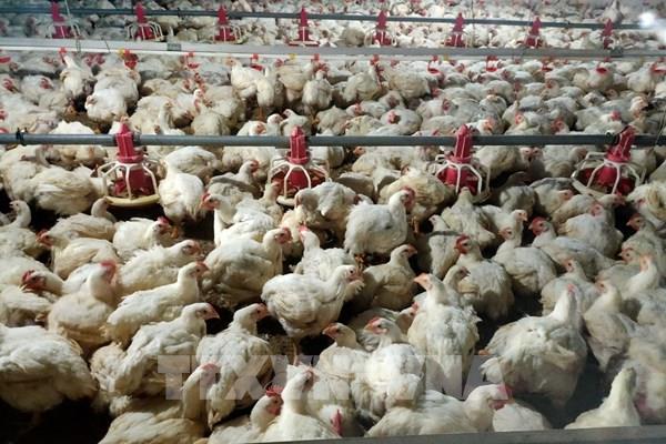 Tây Ninh tồn đọng hơn 1 triệu con gà công nghiệp