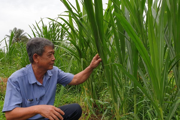 Hàng nghìn hộ ở Trà Vinh chuyển hơn 650 ha đất trồng mía sang trồng cỏ nuôi bò cho