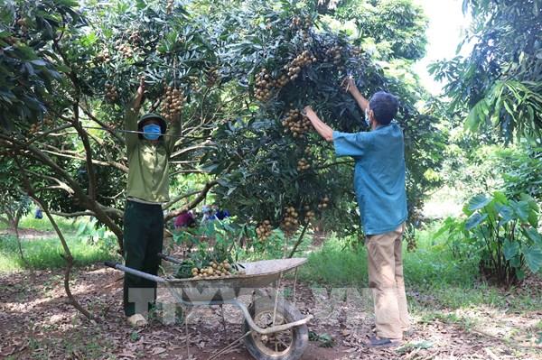 Kết nối tiêu thụ sản phẩm nhãn Đồng Tháp và Sóc Trăng