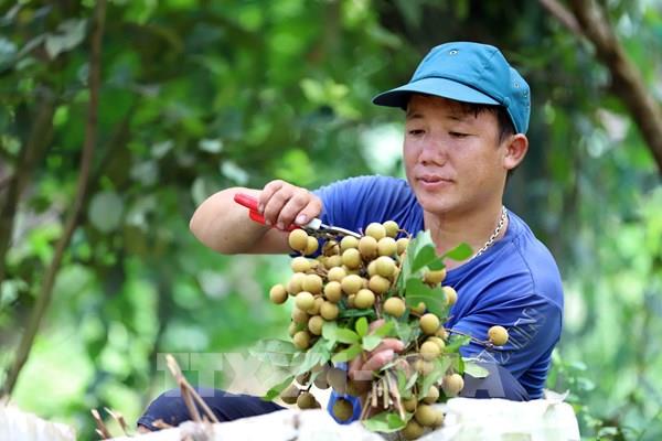 Nhãn Sông Mã – Sơn La vươn ra thị trường quốc tế
