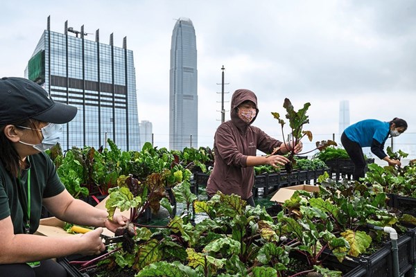 Độc đáo các "trang trại" trên nóc tòa nhà cao tầng tại Hong Kong (Trung Quốc)