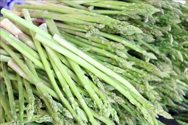 Măng tây Ninh Thuận có sức hút từ thị trường tiêu thụ