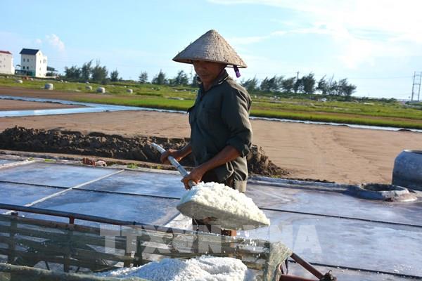 Vực dậy nghề muối Nam Định