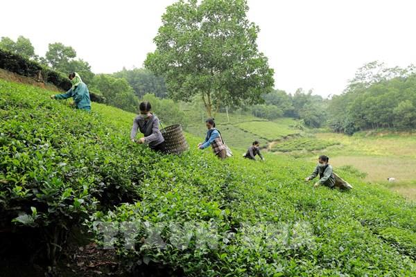 Dồn đổi ruộng đất phát triển sản xuất nông nghiệp hàng hóa - Bài 1: Vượt qua rào cản