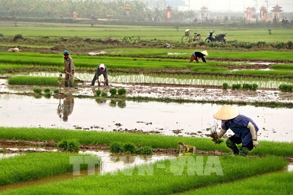 Trên 68% diện tích đã có nước để gieo cấy vụ Đông Xuân
