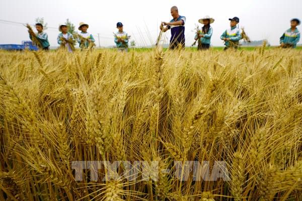 Giá các mặt hàng nông sản tại thị trường Mỹ hầu hết đi xuống