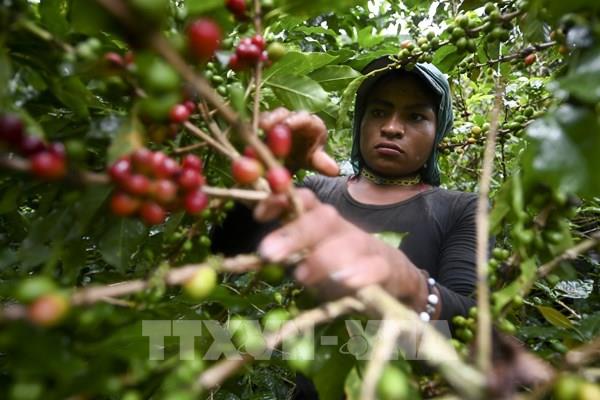 Giá cà phê Robusta trên sàn ICE Europe London tiếp tục sụt giảm