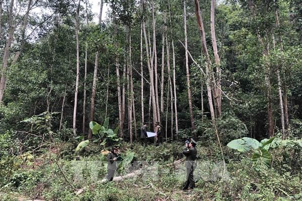 Chậm bố trí vốn, trồng rừng ở Cao Bằng đạt tỷ lệ thấp
