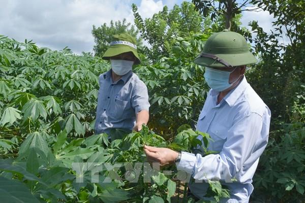 Đẩy nhanh nhân giống sạch bệnh khảm lá sắn