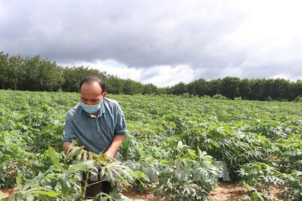 Kon Tum ngăn bệnh "kép" lan rộng trên cây sắn