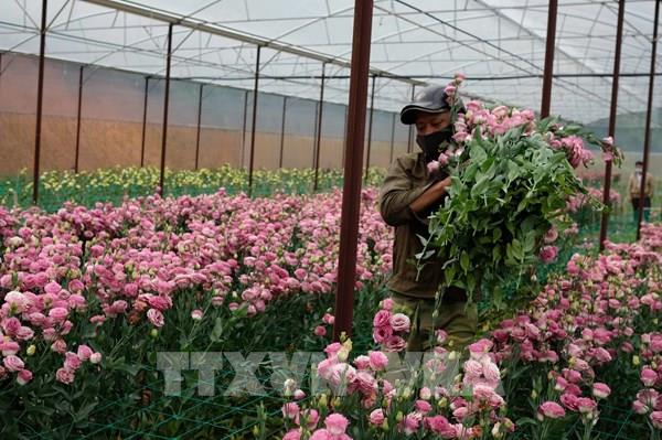 Giá hoa Đà Lạt tăng gấp đôi trong dịp lễ 20/10