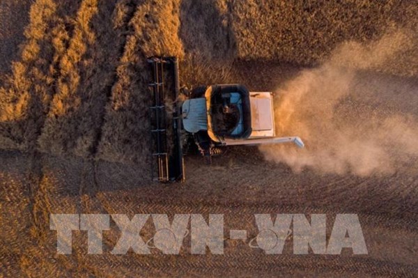 Hạn hán ảnh hưởng nghiêm trọng đến sản lượng cây trồng của Canada