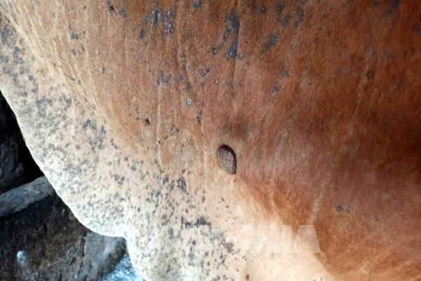 Bà Rịa-Vũng Tàu xuất hiện dịch viêm da nổi cục trên đàn trâu, bò